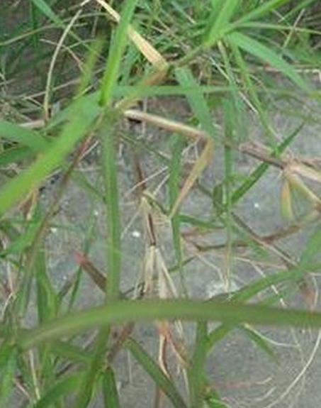 標(biāo)題：狗牙根
瀏覽次數(shù)：2533
發(fā)表時間：2017-11-02