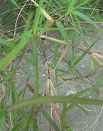 標(biāo)題：狗牙根
瀏覽次數(shù)：2524
發(fā)表時(shí)間：2017-11-02