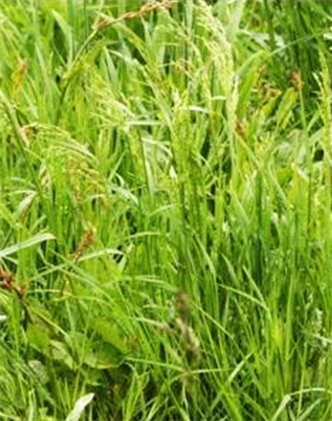標題：普通早熟禾
瀏覽次數(shù)：3759
發(fā)表時間：2017-11-02