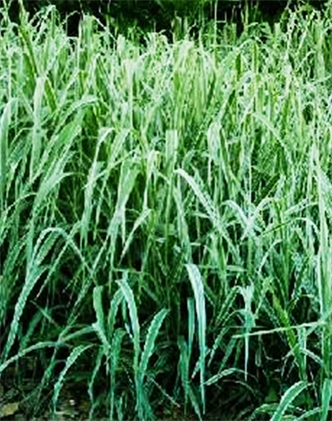 標題：紫羊茅
瀏覽次數(shù)：3142
發(fā)表時間：2017-11-02