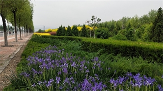 標(biāo)題：張家口經(jīng)開區(qū)秋季清水河生態(tài)綠廊建
瀏覽次數(shù)：2279
發(fā)表時間：2020-10-16