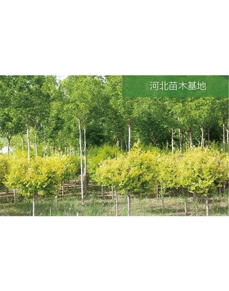 標(biāo)題：苗木基地
瀏覽次數(shù)：2073
發(fā)表時間：2020-10-17