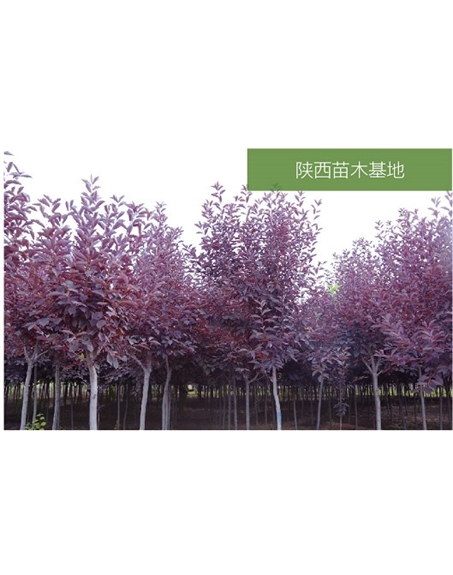 標(biāo)題：苗木基地
瀏覽次數(shù)：2156
發(fā)表時(shí)間：2020-10-17