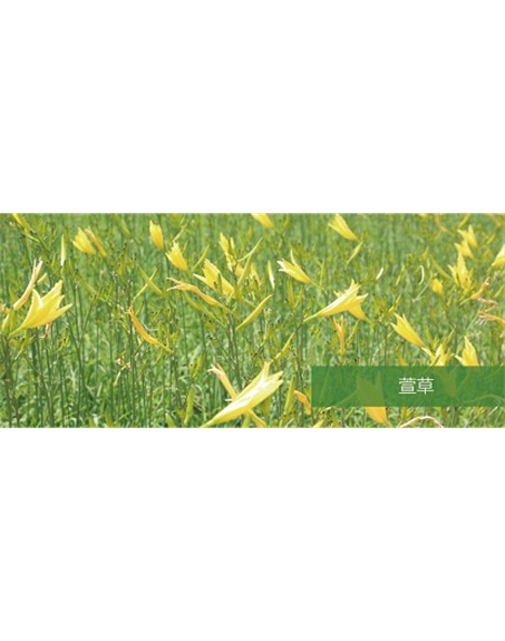 標題：地被
瀏覽次數(shù)：1723
發(fā)表時間：2020-10-17