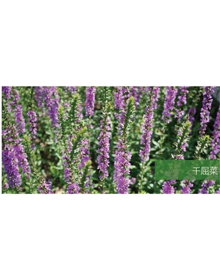 標(biāo)題：地被
瀏覽次數(shù)：1858
發(fā)表時間：2020-10-17