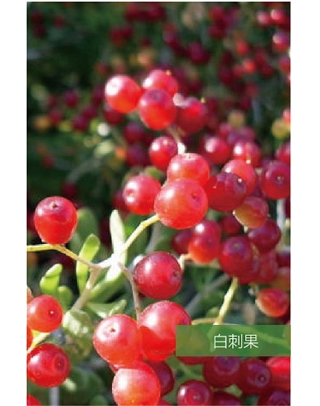 標(biāo)題：名貴樹種
瀏覽次數(shù)：1481
發(fā)表時間：2020-10-17