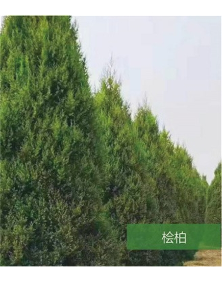 標(biāo)題：名貴樹種
瀏覽次數(shù)：1481
發(fā)表時間：2020-10-17