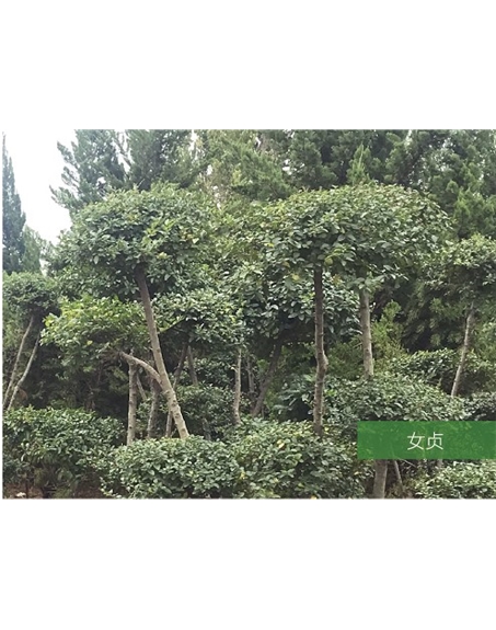 標(biāo)題：名貴樹種
瀏覽次數(shù)：1513
發(fā)表時(shí)間：2020-10-17