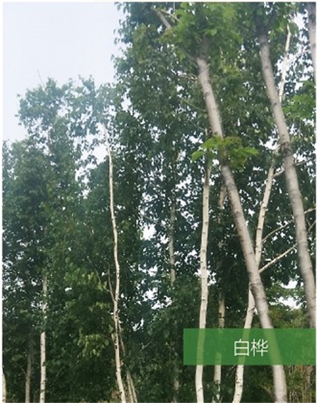 標(biāo)題：名貴樹種
瀏覽次數(shù)：1523
發(fā)表時間：2020-10-17