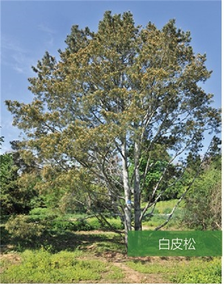 標(biāo)題：名貴樹種
瀏覽次數(shù)：2075
發(fā)表時間：2020-10-17