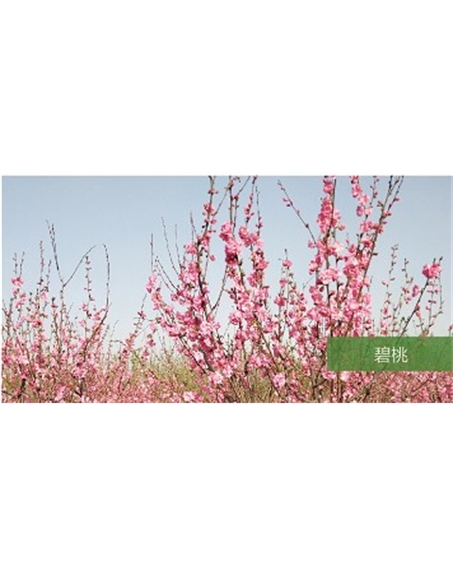 標題：喬灌木
瀏覽次數(shù)：1515
發(fā)表時間：2020-10-17