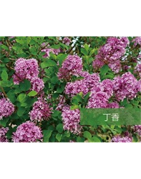 標題：喬灌木
瀏覽次數：1490
發(fā)表時間：2020-10-17