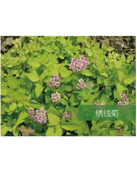 標(biāo)題：喬灌木
瀏覽次數(shù)：1563
發(fā)表時間：2020-10-17