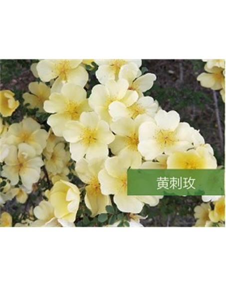 標(biāo)題：?jiǎn)坦嗄?瀏覽次數(shù)：1526
發(fā)表時(shí)間：2020-10-17