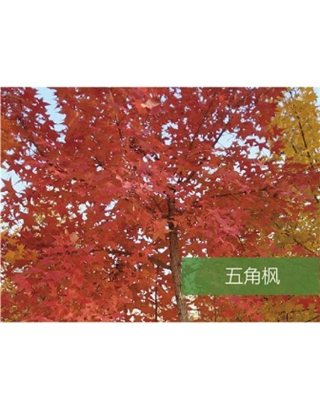 標題：喬灌木
瀏覽次數(shù)：1548
發(fā)表時間：2020-10-17