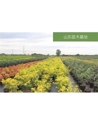 標題：苗木基地
瀏覽次數(shù)：2178
發(fā)表時間：2020-10-17