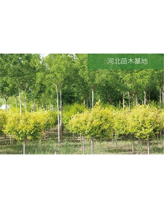 標題：苗木基地
瀏覽次數(shù)：2071
發(fā)表時間：2020-10-17