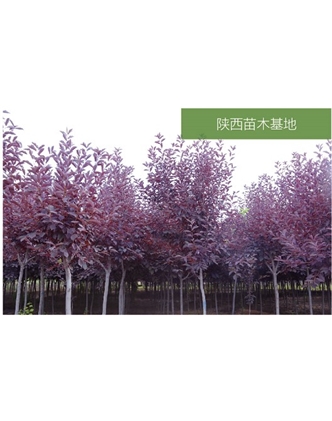標題：苗木基地
瀏覽次數(shù)：2155
發(fā)表時間：2020-10-17