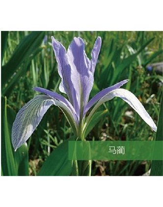 標(biāo)題：地被
瀏覽次數(shù)：1519
發(fā)表時(shí)間：2020-10-17