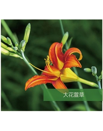 標(biāo)題：地被
瀏覽次數(shù)：1503
發(fā)表時(shí)間：2020-10-17