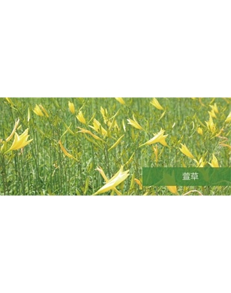 標(biāo)題：地被
瀏覽次數(shù)：1559
發(fā)表時(shí)間：2020-10-17