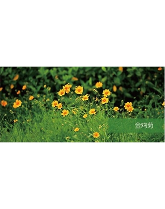 標(biāo)題：地被
瀏覽次數(shù)：1900
發(fā)表時(shí)間：2020-10-17