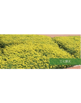 標(biāo)題：地被
瀏覽次數(shù)：1971
發(fā)表時(shí)間：2020-10-17