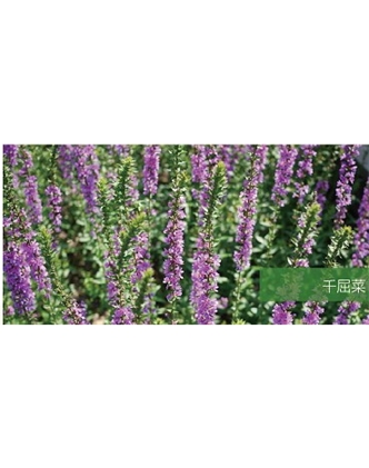 標(biāo)題：地被
瀏覽次數(shù)：1856
發(fā)表時(shí)間：2020-10-17