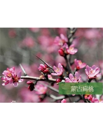 標(biāo)題：名貴樹(shù)種
瀏覽次數(shù)：1351
發(fā)表時(shí)間：2020-10-17