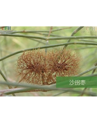 標(biāo)題：名貴樹種
瀏覽次數(shù)：1480
發(fā)表時間：2020-10-17