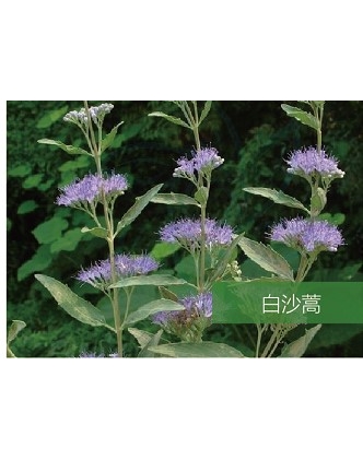 標(biāo)題：名貴樹種
瀏覽次數(shù)：1517
發(fā)表時間：2020-10-17
