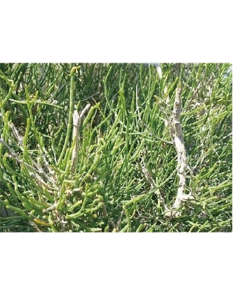 標(biāo)題：名貴樹種
瀏覽次數(shù)：1569
發(fā)表時間：2020-10-17