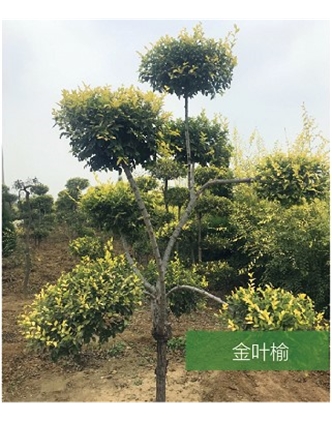 標(biāo)題：名貴樹種
瀏覽次數(shù)：1480
發(fā)表時間：2020-10-17