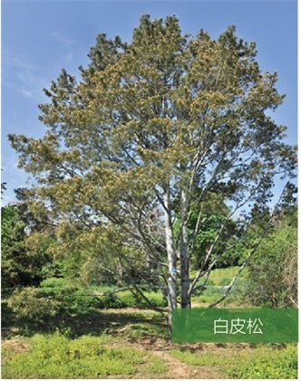標(biāo)題：名貴樹(shù)種
瀏覽次數(shù)：2074
發(fā)表時(shí)間：2020-10-17