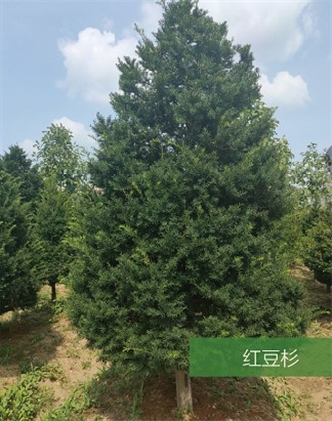 標(biāo)題：名貴樹(shù)種
瀏覽次數(shù)：1910
發(fā)表時(shí)間：2020-10-17