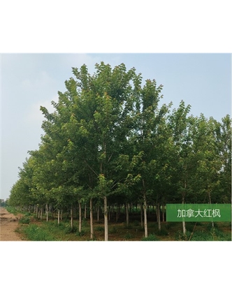 標(biāo)題：名貴樹(shù)種
瀏覽次數(shù)：1860
發(fā)表時(shí)間：2020-10-17