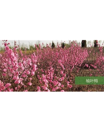 標(biāo)題：喬灌木
瀏覽次數(shù)：1567
發(fā)表時間：2020-10-17