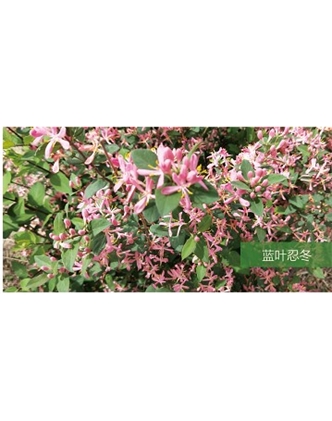 標(biāo)題：喬灌木
瀏覽次數(shù)：1485
發(fā)表時間：2020-10-17