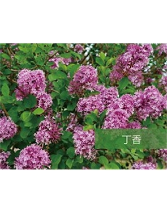 標(biāo)題：喬灌木
瀏覽次數(shù)：1488
發(fā)表時間：2020-10-17