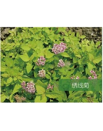 標(biāo)題：喬灌木
瀏覽次數(shù)：1559
發(fā)表時間：2020-10-17