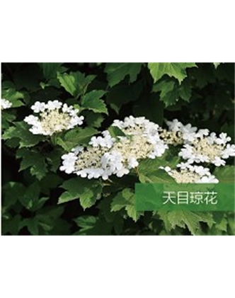 標(biāo)題：喬灌木
瀏覽次數(shù)：1572
發(fā)表時間：2020-10-17
