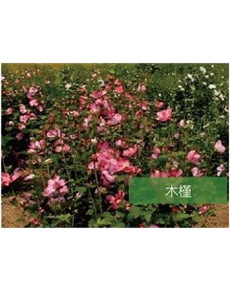 標(biāo)題：?jiǎn)坦嗄?瀏覽次數(shù)：1547
發(fā)表時(shí)間：2020-10-17