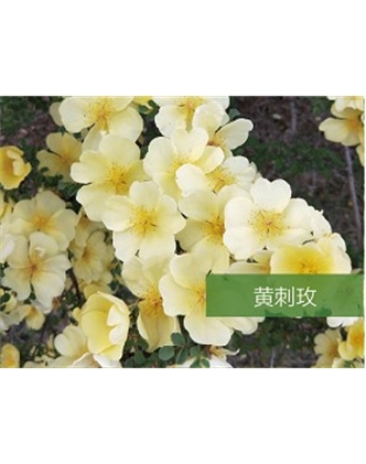 標(biāo)題：?jiǎn)坦嗄?瀏覽次數(shù)：1404
發(fā)表時(shí)間：2020-10-17