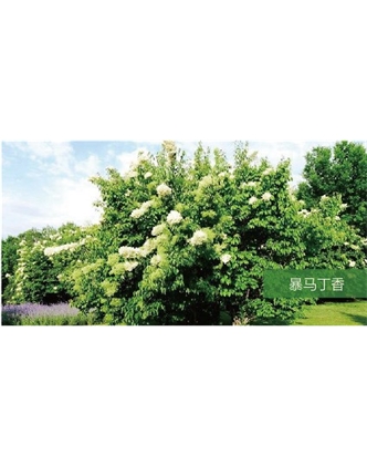 標(biāo)題：?jiǎn)坦嗄?瀏覽次數(shù)：1555
發(fā)表時(shí)間：2020-10-17