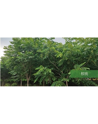 標(biāo)題：喬灌木
瀏覽次數(shù)：1477
發(fā)表時(shí)間：2020-10-17