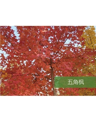 標(biāo)題：喬灌木
瀏覽次數(shù)：1546
發(fā)表時(shí)間：2020-10-17