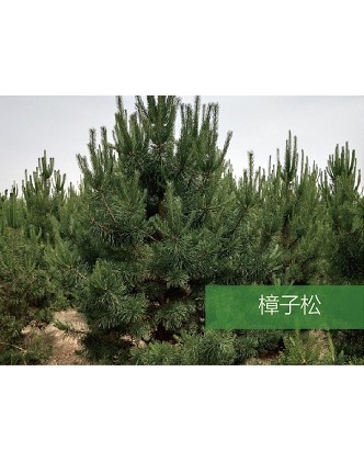 標(biāo)題：喬灌木
瀏覽次數(shù)：1512
發(fā)表時(shí)間：2020-10-17