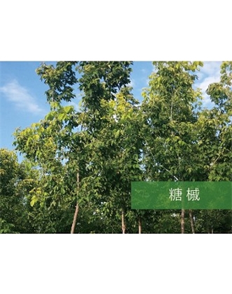 標(biāo)題：喬灌木
瀏覽次數(shù)：2200
發(fā)表時(shí)間：2020-10-17