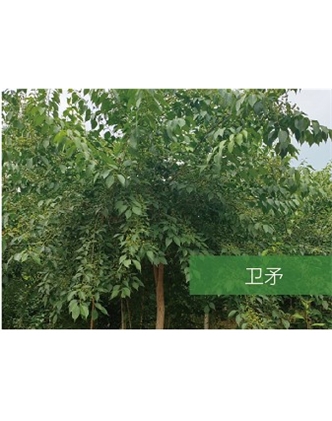 標(biāo)題：喬灌木
瀏覽次數(shù)：2158
發(fā)表時(shí)間：2020-10-17