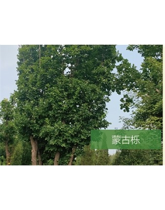 標(biāo)題：喬灌木
瀏覽次數(shù)：2124
發(fā)表時(shí)間：2020-10-17